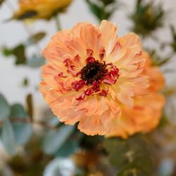 ザ・ガーデンオリエンタル大阪の写真32枚目