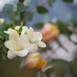 ザ・ガーデンオリエンタル大阪の写真22枚目