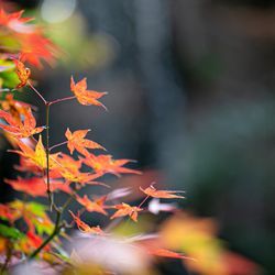 ホテル雅叙園東京の写真12枚目