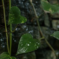 石の教会 内村鑑三記念堂の写真35枚目