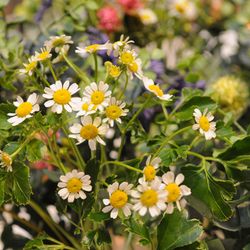 ザ コンチネンタル横浜の写真17枚目