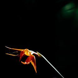 ザ・ガーデンオリエンタル大阪の写真34枚目