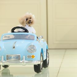 ニーズ青山 by T&G WEDDING の写真22枚目