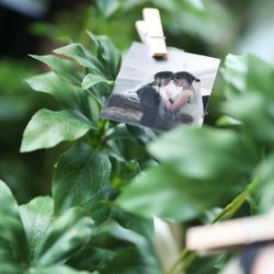 百花籠の写真24枚目