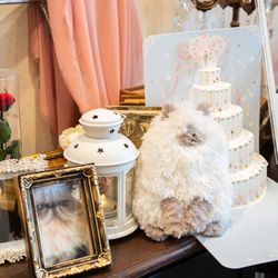 カサ・デ・アンジェラ青山の写真12枚目