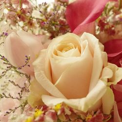 リストランテ カノビアーノ の写真17枚目