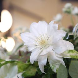 重要文化財 自由学園明日館の写真34枚目