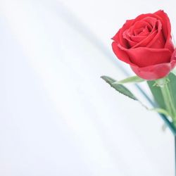 アール ベル アンジェ 高松の写真9枚目