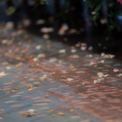 横浜迎賓館の写真22枚目