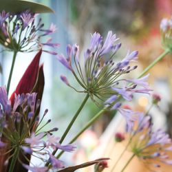 ザ・ガーデンオリエンタル大阪の写真29枚目