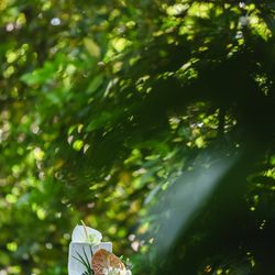 ザ ナンザンハウスの写真26枚目