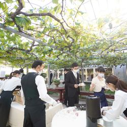 ぶどうの木の写真5枚目