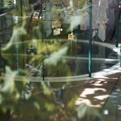 ぶどうの木の写真20枚目