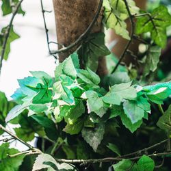 The 33 Sense of Weddingの写真1枚目