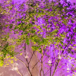 ウェスティンホテル東京の写真25枚目