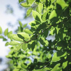 石の教会 内村鑑三記念堂の写真16枚目