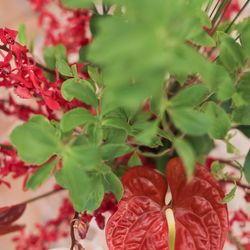 THE SORAKUEN の写真1枚目