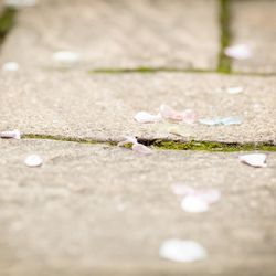 宮の森フランセス教会の写真34枚目