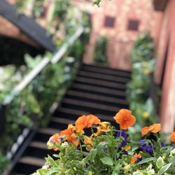 宮の森フランセス教会の写真15枚目