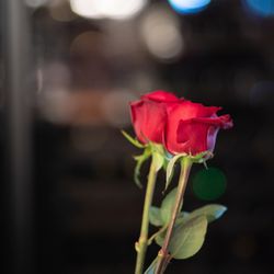 TABLE ９ TOKYOの写真7枚目