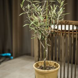 ルーキスの写真12枚目