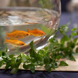 ホテル雅叙園東京の写真20枚目