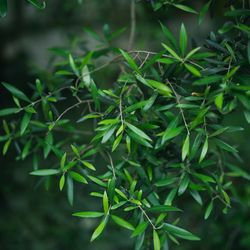 メゾン プルミエールの写真36枚目