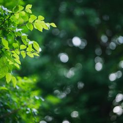 メゾン プルミエールの写真15枚目