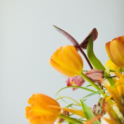 メゾン プルミエールの写真10枚目