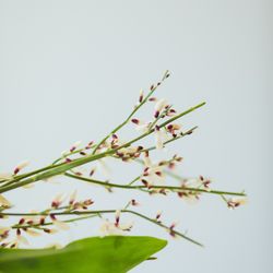 メゾン プルミエールの写真28枚目