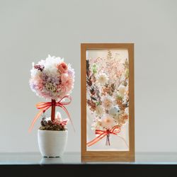 SOLA KOBEの写真28枚目