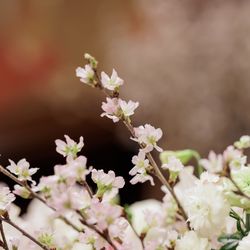 ホテル雅叙園東京の写真9枚目