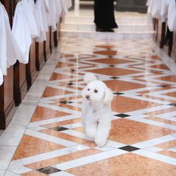 百花籠の写真28枚目