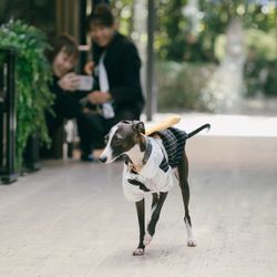 ザ・ガーデンオリエンタル大阪の写真14枚目