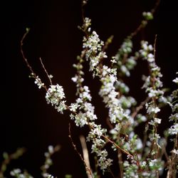 パレスホテル東京の写真35枚目