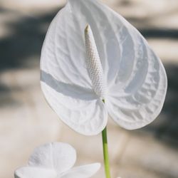 古我邸の写真4枚目