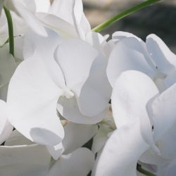 古我邸の写真33枚目