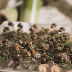 エネコ東京の写真25枚目