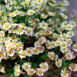 ザ ナンザンハウスの写真29枚目