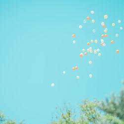 オランジュベールの写真15枚目