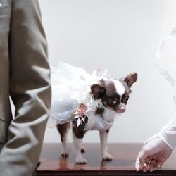 麻布迎賓館の写真4枚目