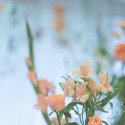 ラ・クラリエールの写真18枚目