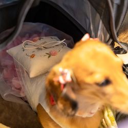 セント・オルコット ガーデンの写真20枚目