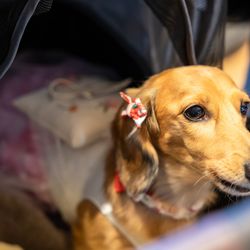 セント・オルコット ガーデンの写真9枚目