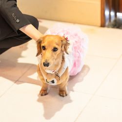 セント・オルコット ガーデンの写真10枚目