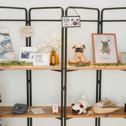 アコールハーブの写真5枚目