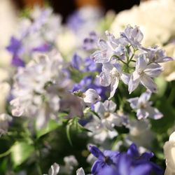 コンラッド東京の写真36枚目