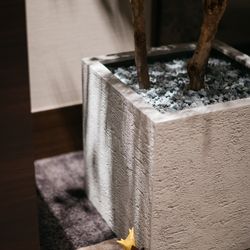 ルーキスの写真24枚目