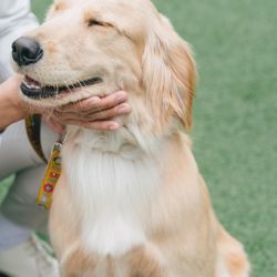 アコールハーブの写真19枚目