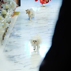 アーフェリーク白金の写真32枚目